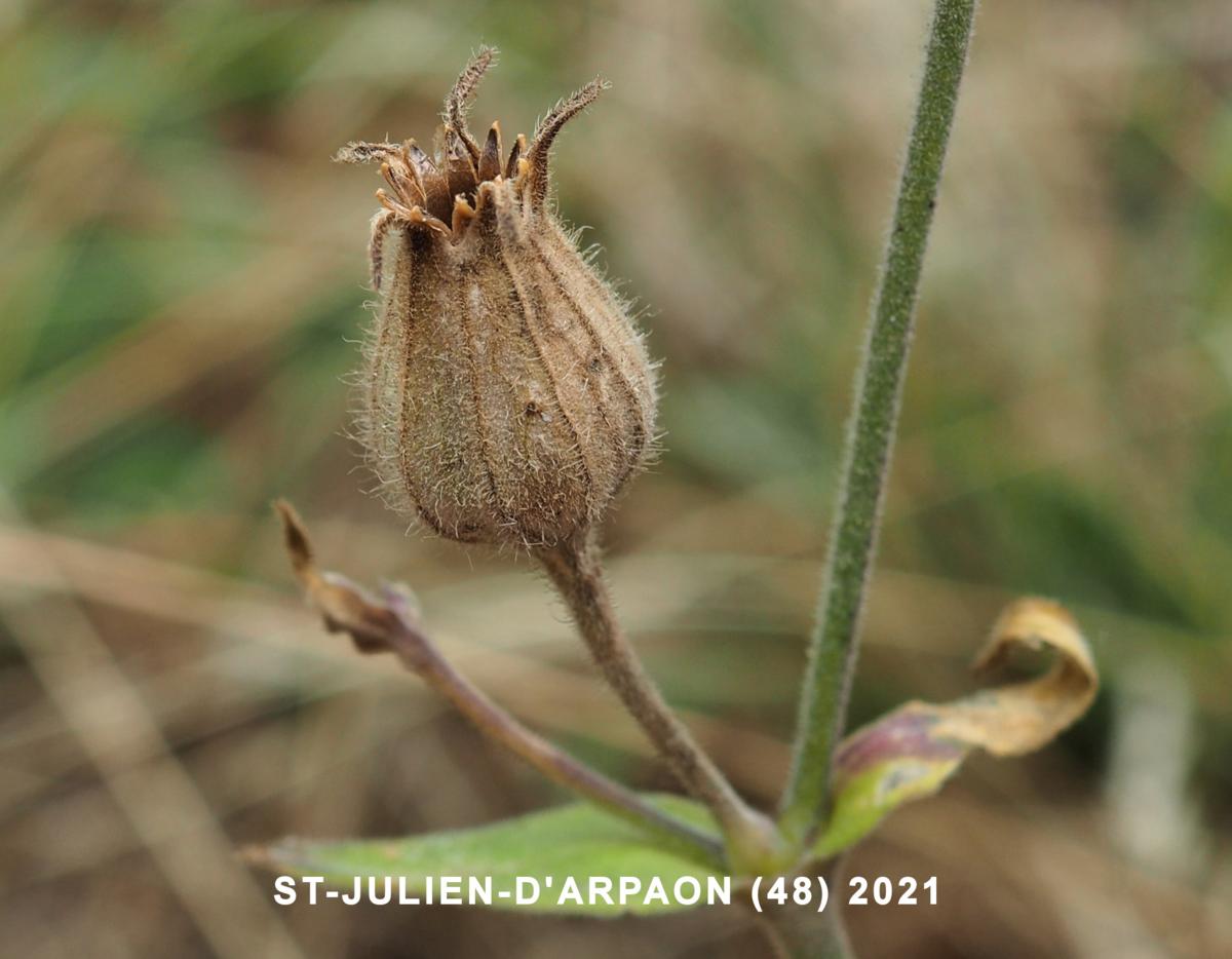 Campion, White fruit